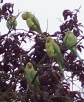 parakeets2